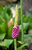 AMORPHOPHALLUS KIUSIANUS, VOODOO LILY