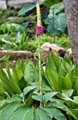 AMORPHOPHALLUS KIUSIANUS, VOODOO LILY