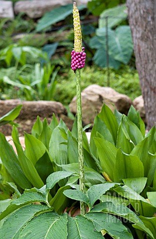 AMORPHOPHALLUS_KIUSIANUS_VOODOO_LILY