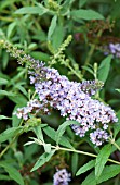 BUDDLEIA DAVIDII BUZZ VIOLET BLUE