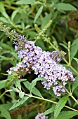 BUDDLEIA DAVIDII BUZZ VIOLET BLUE