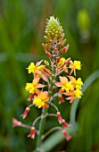 BULBINE KALAHARI SUNSET