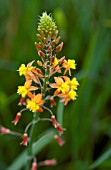 BULBINE KALAHARI SUNSET