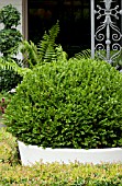 BUXUS IN CONTAINER