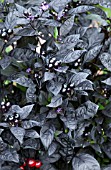 CAPSICUM ANNUUM BLACK PEARL, ORNAMENTAL PEPPER