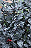 CAPSICUM ANNUUM BLACK PEARL, ORNAMENTAL PEPPER