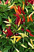 CAPSICUM ANNUUM CHILLY CHILI, ORNAMENTAL PEPPER