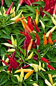 CAPSICUM ANNUUM CHILLY CHILI, ORNAMENTAL PEPPER