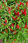 CAPSICUM ANNUUM SANGRIA, ORNAMENTAL PEPPER