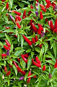 CAPSICUM ANNUUM SANGRIA, ORNAMENTAL PEPPER