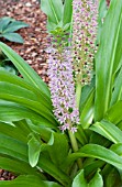 EUCOMIS COMOSA MEGURU