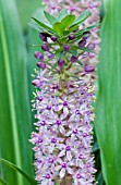 EUCOMIS COMOSA MEGURU