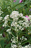 EUPATORIUM FISTULOSUM IVORY TOWERS