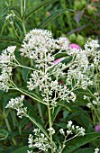 EUPATORIUM FISTULOSUM IVORY TOWERS