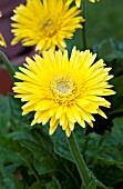 GERBERA FUNTASTIC CANARY