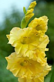 GLADIOLUS, YELLOW