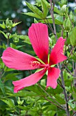 HIBISCUS RED FLYER