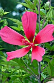 HIBISCUS RED FLYER