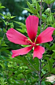 HIBISCUS RED FLYER