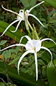 HYMENOCALLIS, SPIDER LILY