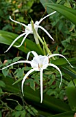 HYMENOCALLIS, SPIDER LILY