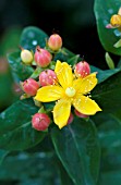 HYPERICUM HYPEARLS OLIVIA