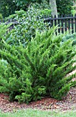 JUNIPERUS PFITZERIANA SEA GREEN