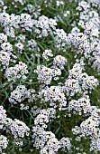 LOBULARIA MARITIMA BLUSHING PRINCESS