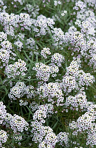 LOBULARIA_MARITIMA_BLUSHING_PRINCESS