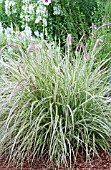 PENNISETUM CHERRY SPARKLER