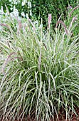 PENNISETUM CHERRY SPARKLER