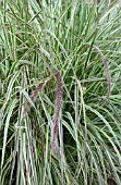 PENNISETUM CHERRY SPARKLER