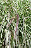 PENNISETUM CHERRY SPARKLER