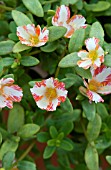 PORTULACA DUET CANDY STRIPE