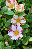 PORTULACA DUET CANDY STRIPE