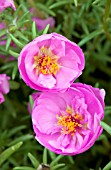 PORTULACA HAPPY TRAILS PINK