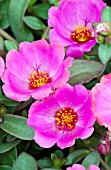 PORTULACA RIO ROSE