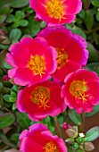 PORTULACA RIO SCARLET