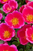 PORTULACA RIO SCARLET