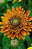 RUDBECKIA HIRTA CHEROKEE SUNSET