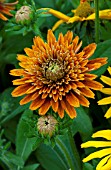 RUDBECKIA HIRTA CHEROKEE SUNSET