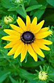 RUDBECKIA HIRTA EYE EYE