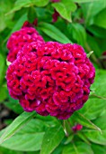 CELOSIA CHIEF CARMINE