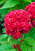 CELOSIA CHIEF FIRE