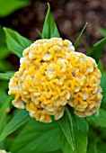 CELOSIA CHIEF GOLD