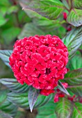 CELOSIA CHIEF RED