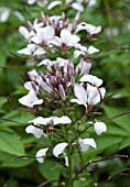 CLEOME SENORITA BLANCA