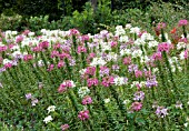 CLEOME HASSLERIANA