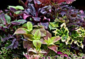 COLEUS, MIX