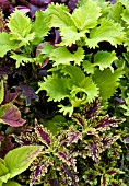 COLEUS, MIX